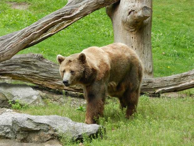 В Ярославле медведь напал на мужчину 18 мая 2020
