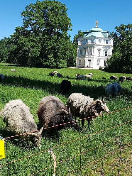 В центре Берлина выпустили стадо баранов Фото